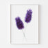 Purple Hyacinth Floral Art Print